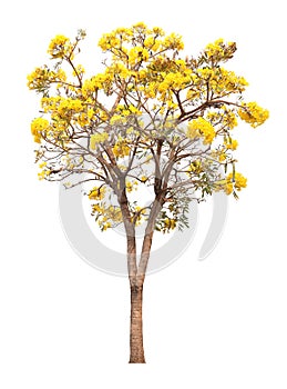 Isolated tabebuia golden yellow flower blossom tree on white background the national tree of Brazil