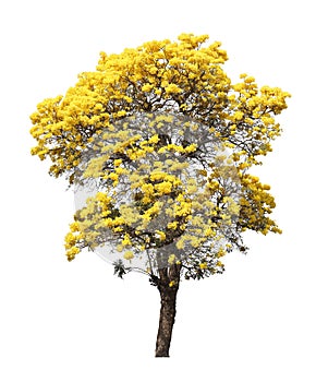 isolated tabebuia golden yellow flower blossom tree on white background in spring season