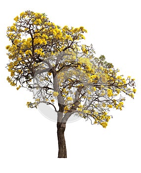 Isolated tabebuia golden yellow trumpet flower blossom tree on white background