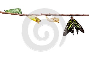 Isolated tailed jay butterfly with chrysalis and caterpillar on