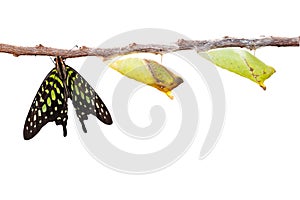 Isolated tailed jay butterfly with chrysalis and mature on white