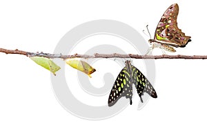 Isolated tailed jay butterfly with chrysalis and mature on white