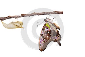 Isolated tailed jay butterfly with chrysalis and mature on white