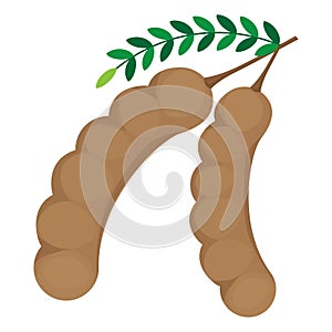 isolated tamarind on white background vector design