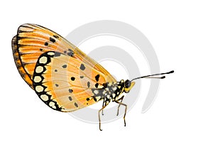 Isolated Tawny Coster transform on white