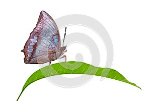 Isolated Tawny Rajah butterfly on leaf