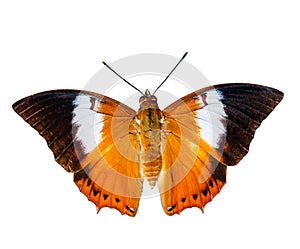 Isolated Tawny Rajah butterfly on white