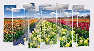 Isolated ten frames collage of picture of blooming tulipe flowers on farm near the Rutten town.