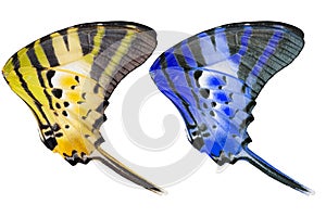 Isolated texture of five bar butterfly on white