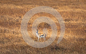 Isolated Thomson\'s gazelle in the prairie of Serengeti National Park. Tanzania