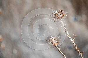 isolated thorny seed wallpaper background