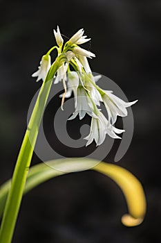 Isolated three-cornered leek flowers