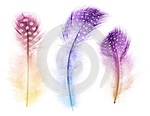 Isolated three fluffy colored feathers in light spots