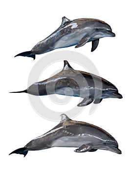 Isolated three grey common bottlenose dolphins