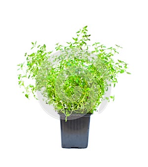 Isolated thyme plant in the pot