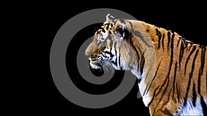 Isolated tiger profile