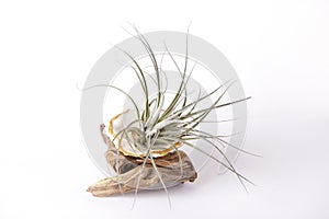 Isolated tillansia air plants on white background