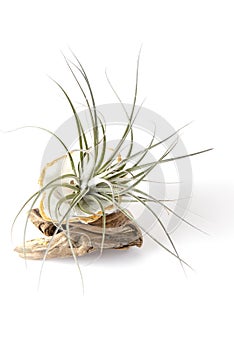 Isolated tillansia air plants on white background