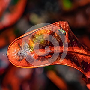 Isolated Tiny Long-Legged Fly