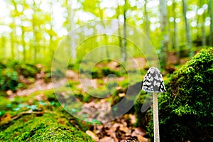 Isolated tiny mushroom growing on the forest