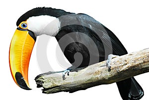 Isolated toco toucan