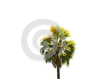 Isolated Toddy palm tree, has fan shaped leaves on white background