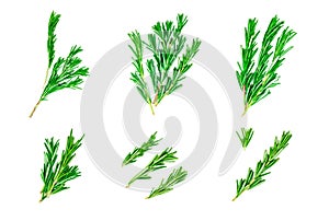 Isolated top view flat lay fresh green rosemary leaves, twigs and branches set collection on white background.