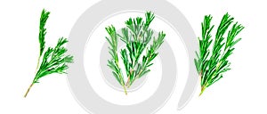 Isolated top view flat lay fresh green rosemary leaves, twigs and branches set collection on white background.