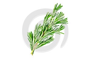 Isolated top view flat lay fresh green rosemary leaves, twigs and branches on white background.