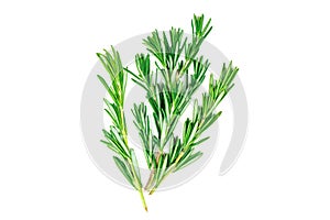 Isolated top view flat lay fresh green rosemary leaves, twigs and branches on white background.