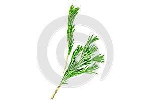 Isolated top view flat lay fresh green rosemary leaves, twigs and branches on white background.