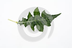 Isolated top view fresh green sea holly or acanthus ebracteatus