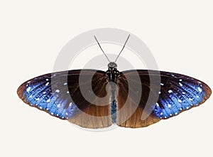 Isolated top view of striped blue crow butterfly