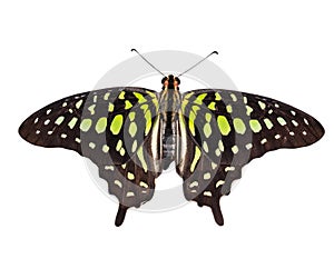 Isolated top view of tailed jay butterfly on white