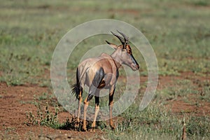 An isolated Topi in the Serengeti