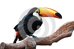 A isolated toucan with white background is standing on a trunk photo