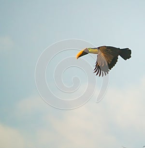 An isolated toucan flying through the blue sky towards the sunset .