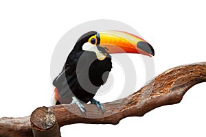 A isolated toucan stands on a trunk with white background