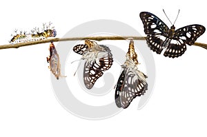 Isolated transformation of Black-veined sergeant butterfly & x28; Ath photo