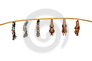 Isolated transformation caterpillar to pupa of commander butterfly resting on twig photo