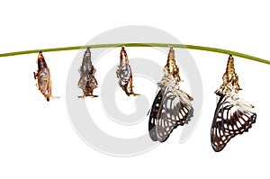 Isolated transformation from chrysalis of Black-veined sergeant