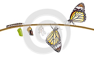 Isolated transformation of common tiger butterfly emerging from