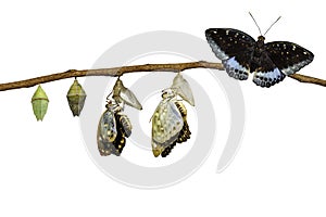 Isolated transformation of Male Common Archduke butterfly emerging from chrysalis ( Lexias pardalis jadeitina )