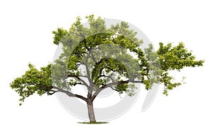 Un albero 