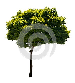 Isolated Tree