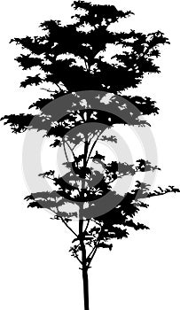 Isolated tree - 43. Silhouette
