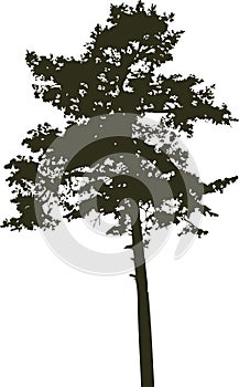 Isolated tree - 8. Silhouette