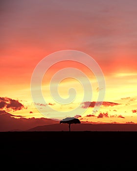 Isolated tree against a fiery sunrise background.