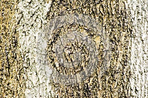 Isolated tree bark