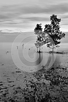 Isolated tree in black and white
